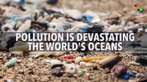 Plastic Pollution Devastating World's Oceans