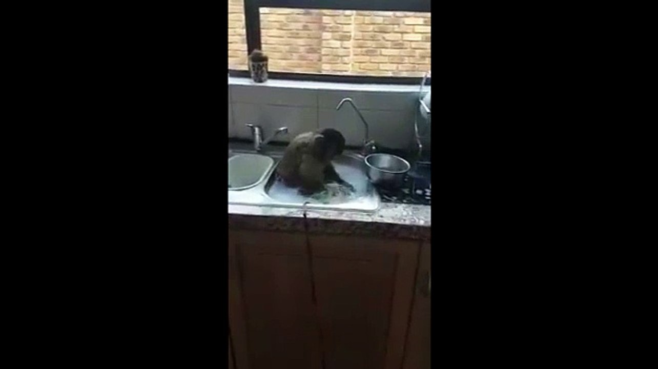 monkeys are very professional