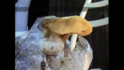 Oyster Mushroom Growing Manual