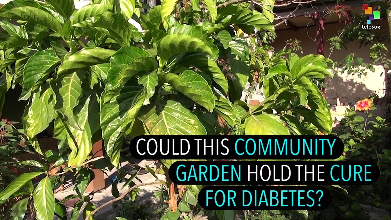 Could This Community Garden Hold the Cure for Diabetes?