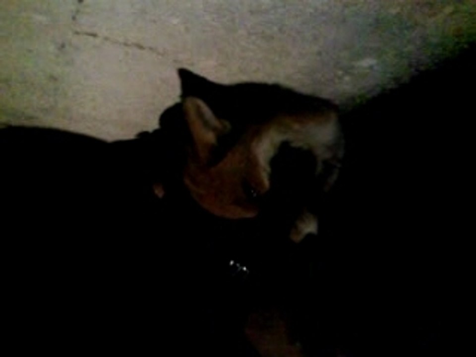 MEC DE BLANC MESNIL QUI CAPTURE UN RENARD 93