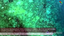 Bleaching Kills off a Third of Australia's Great Barrier Reef Coral
