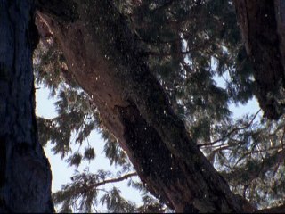 Baby Einstein Lullaby Time Soothing Sounds for Baby 5 Part 3