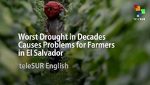 Worst Drought in Decades Causes Problems for Farmers in El Salvador