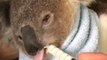 Koala Joey Fed With Syringe After Surviving Illness