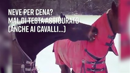 Il cavallo mangia la neve... ma che mal di testa!
