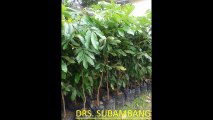 0813287-20-280, Petani Tanaman Kelengkeng Super Berkualitas