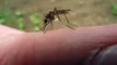 Ce moustique se remplit de sang filmé en gros plan pendant qu'il pique un bras !