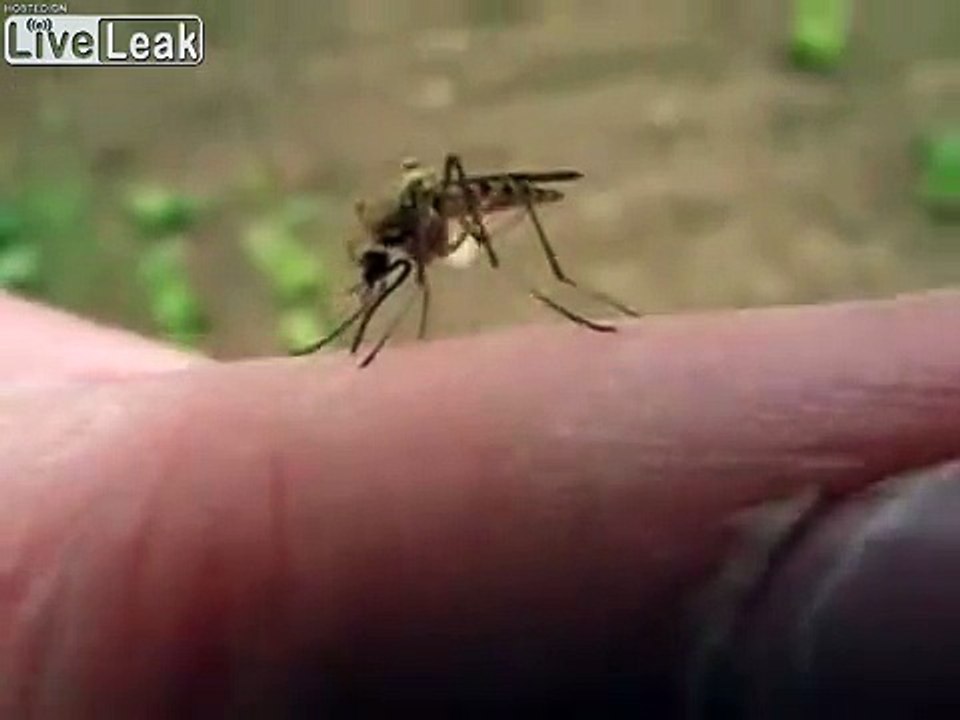 Ce moustique se remplit de sang filmé en gros plan pendant qu'il pique un bras !