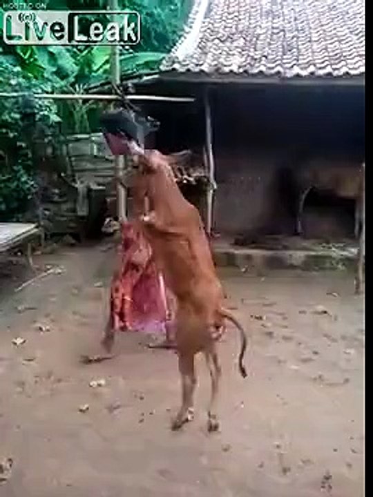 Cette vache amputée marche debout comme un humain