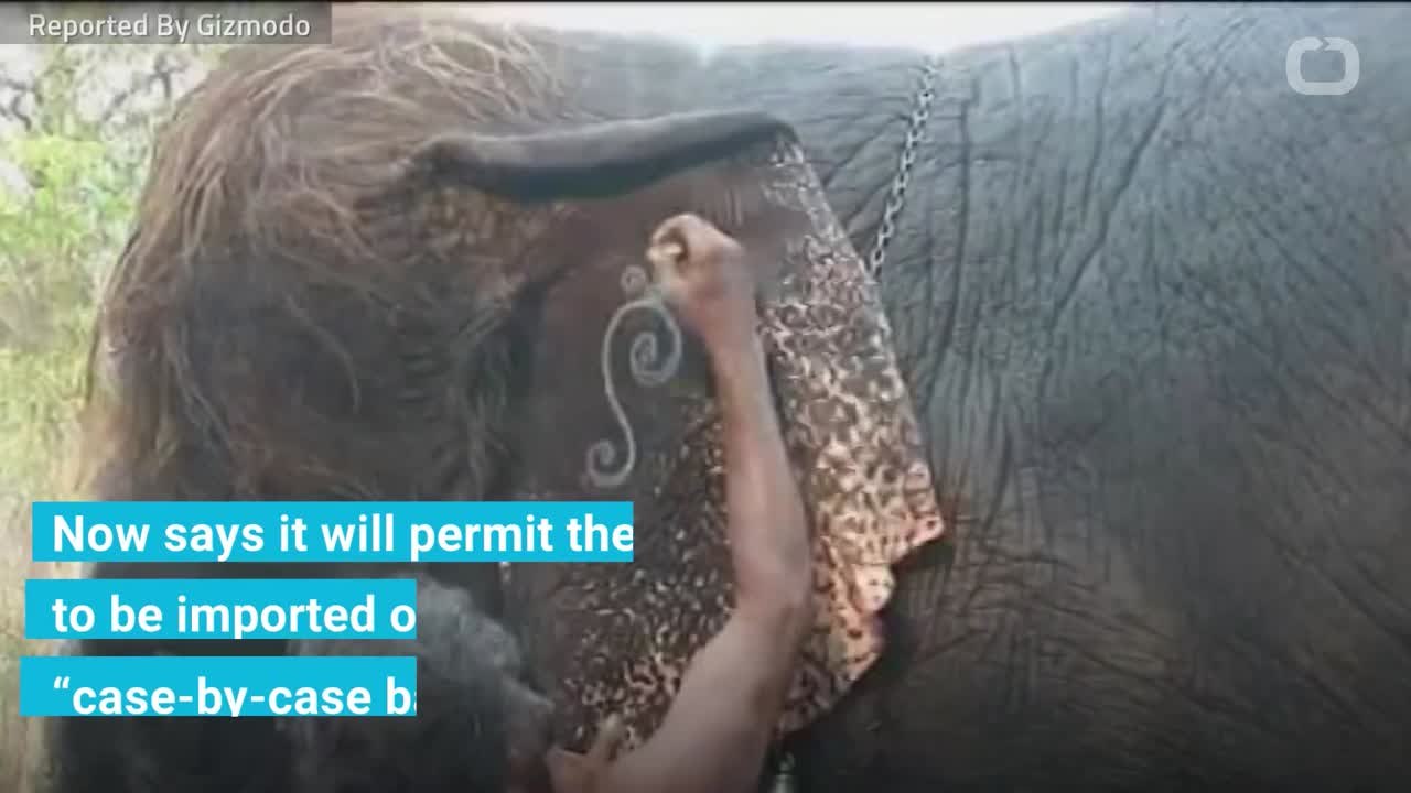 Trump Administration Changes Its Mind On Elephant Trophies