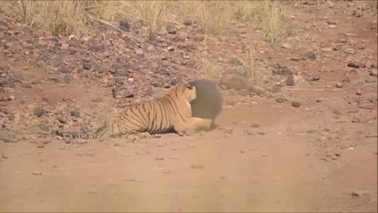 Un tigre attaque un ours qui ne se laisse pas faire.