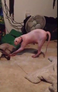 La réaction de ce chat sans poil face à son maitre déguisé en chien est mythique