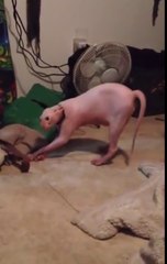 La réaction de ce chat sans poil face à son maitre déguisé en chien est mythique