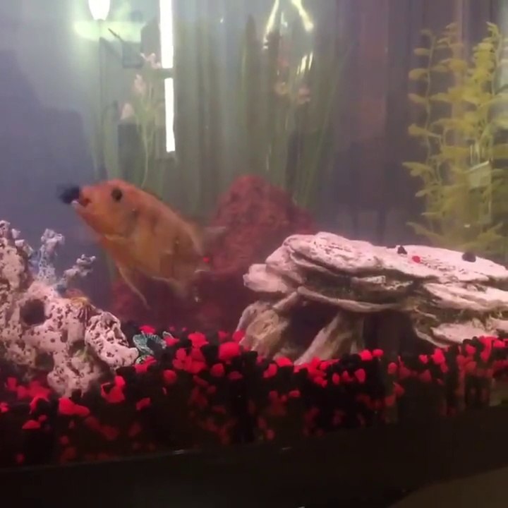 Quand ton poisson est en colère contre toi car tu as bougé son rocher et mis plein de cailloux partout