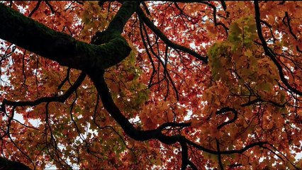 YA RASOOL ALLAH YA HABIB ALLAH