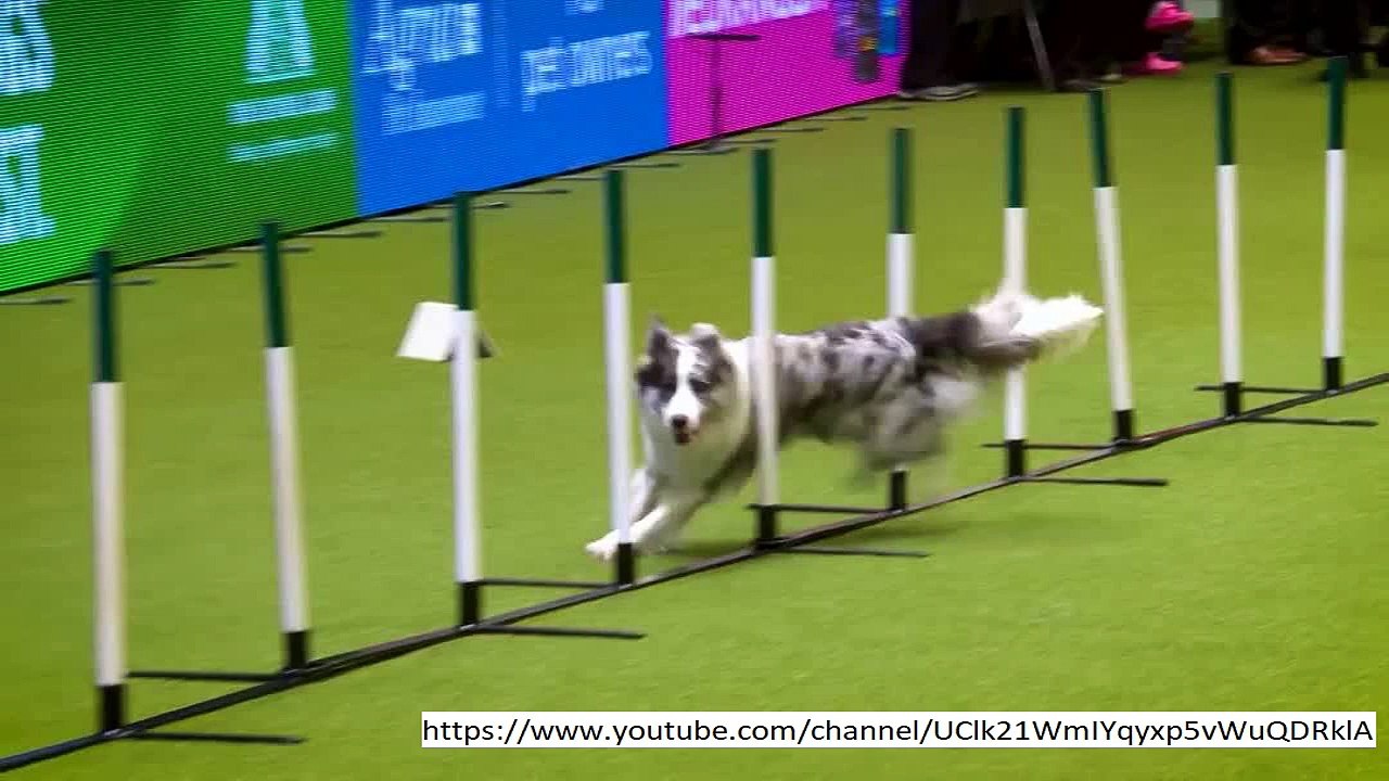 Crufts 2018 LIVE glide: Watch the most important dog admit the area on stream glideing HERE