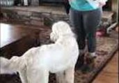 Attentive Dog Learns How to 'Read'