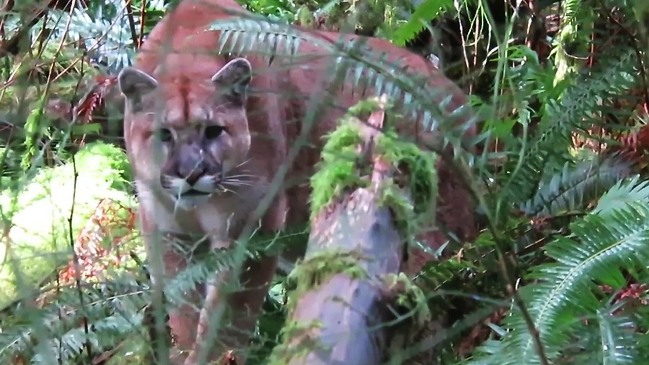 Un homme traqué par un puma