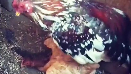 Une poule et coq entrain de faire un câlin