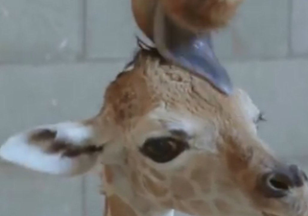 Auckland Zoo Mourns Death of Baby Giraffe