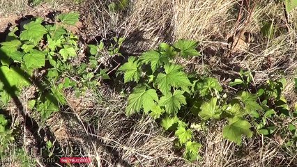 WEAPONIZED Flashlight Shotgun Rounds - Ballistic Gel Test