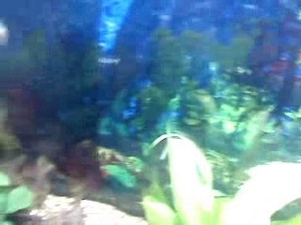 Mon aquarium
