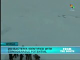 Chilean Scientists Discover Valuable Bacteria in Antarctica