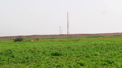 Gazzeli Kadın Çiftçilerin "Ateş Hattı"Ndaki Yaşam Mücadelesi