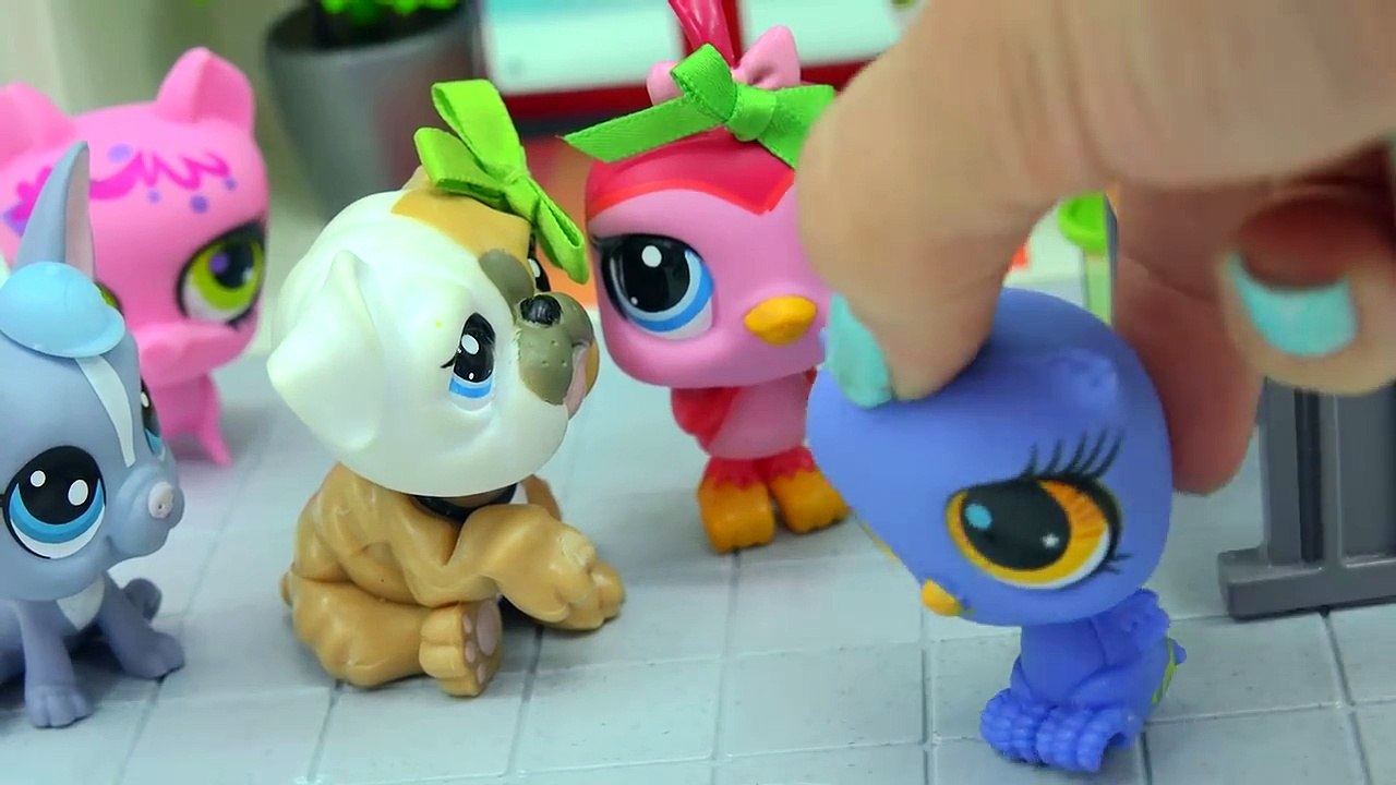 Cookie Swirl C Puppy For Sale Off 63