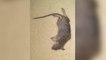 Des rats et des souris prolifèrent dans certaines écoles parisiennes