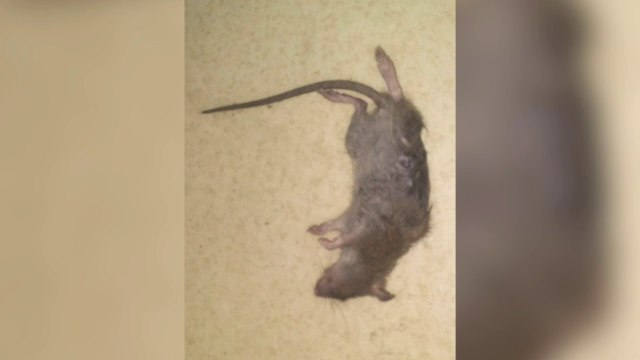 Des rats et des souris prolifèrent dans certaines écoles parisiennes