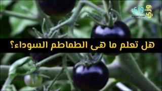 هل تعلم ما هي الطماطم السوداء؟