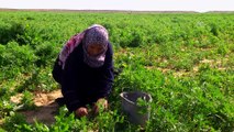 Gazzeli kadın çiftçilerin 'ateş hattı'ndaki yaşam mücadelesi - GAZZE