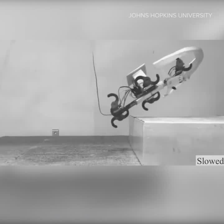 What this robot cockroach is teaching scientists