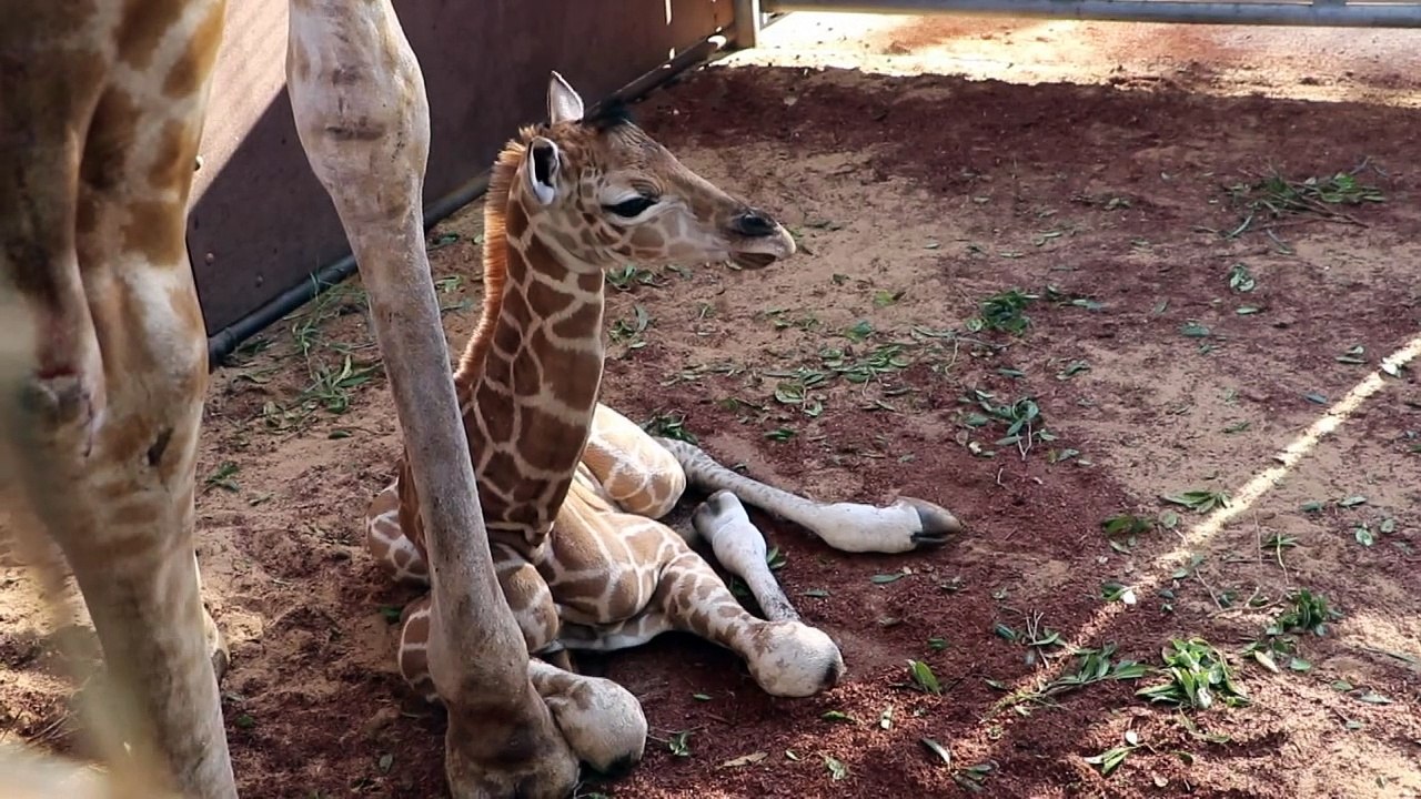 Zoológico de Perth tem girafa bebê