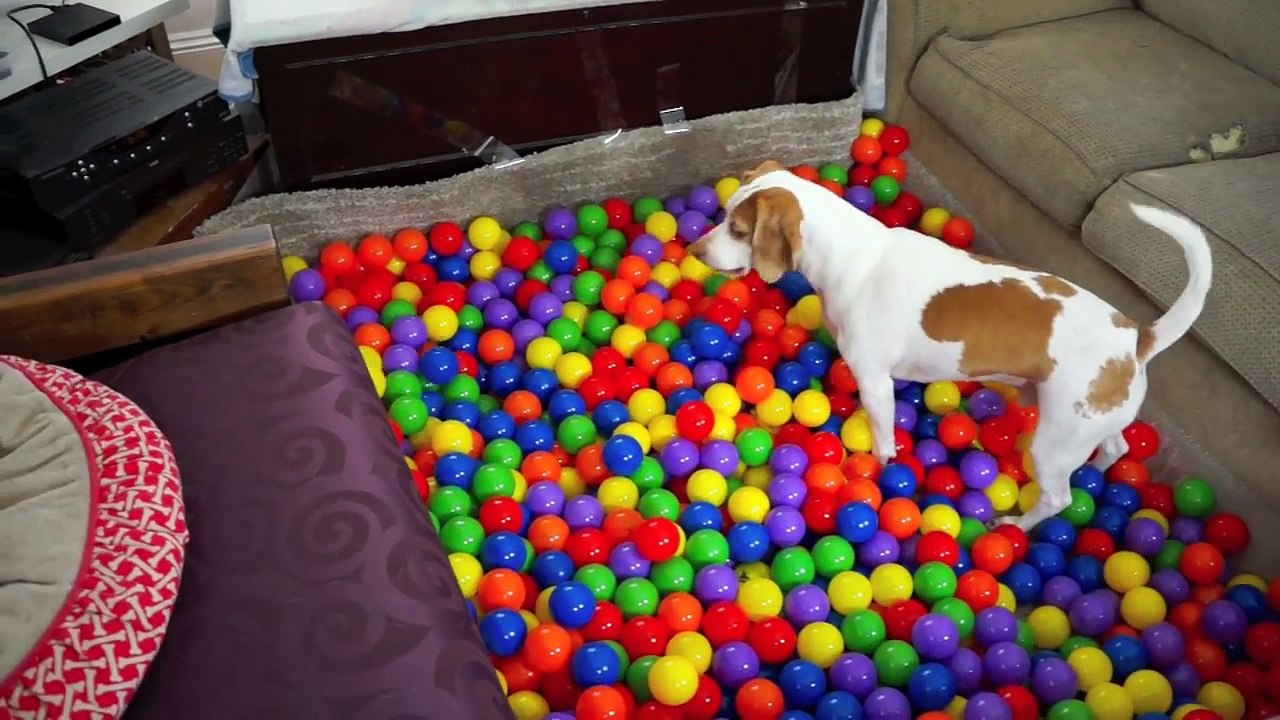 Best Dog Birthday Surprise_ DIY Ball Pit for Maymo(1)