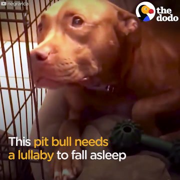 Pit Bull Dog Falls Asleep to Dad Singing Dog Lullaby _ The Dodo