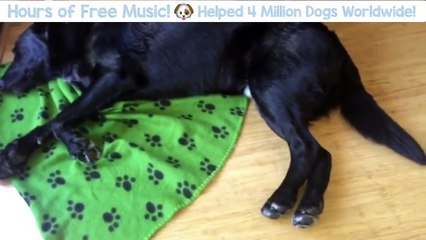 Watch it Work! - Watch More Dogs Sleeping to Relax My Dog Music! 4 Million Dogs