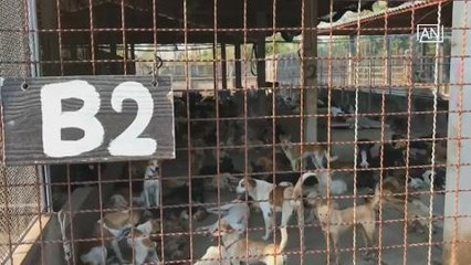 Thai authorities wary of rabies