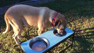 Dog Eating Dog Bowl Rottweiler X Mastiff