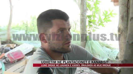 Udhëtim në plantacionet e kanabisit - News, Lajme - Vizion Plus
