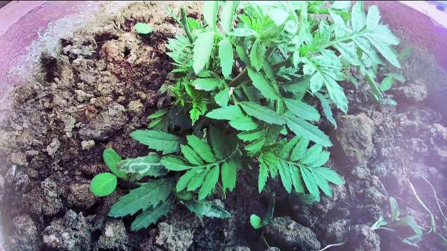 XIAOMI REDMI Y1 Review | Hands on With Gaurav | NewsX Tech