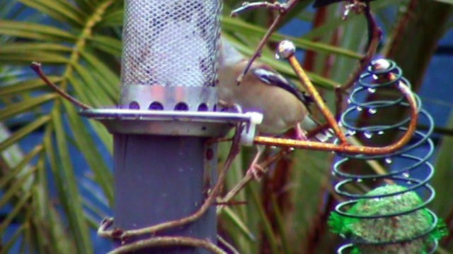 Gros - bec casse-noyaux dans mon jardin en Bretagne
