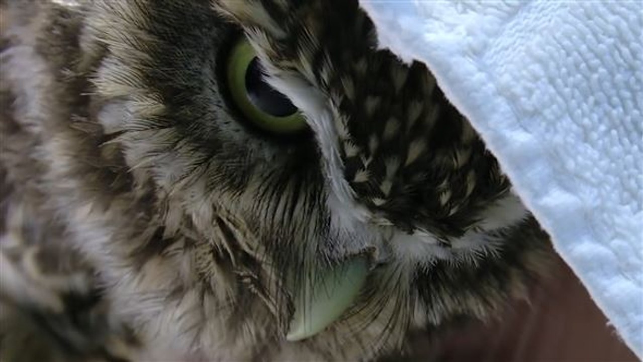 Federprothese: eule fliegt mit hilfe toter artgenossin