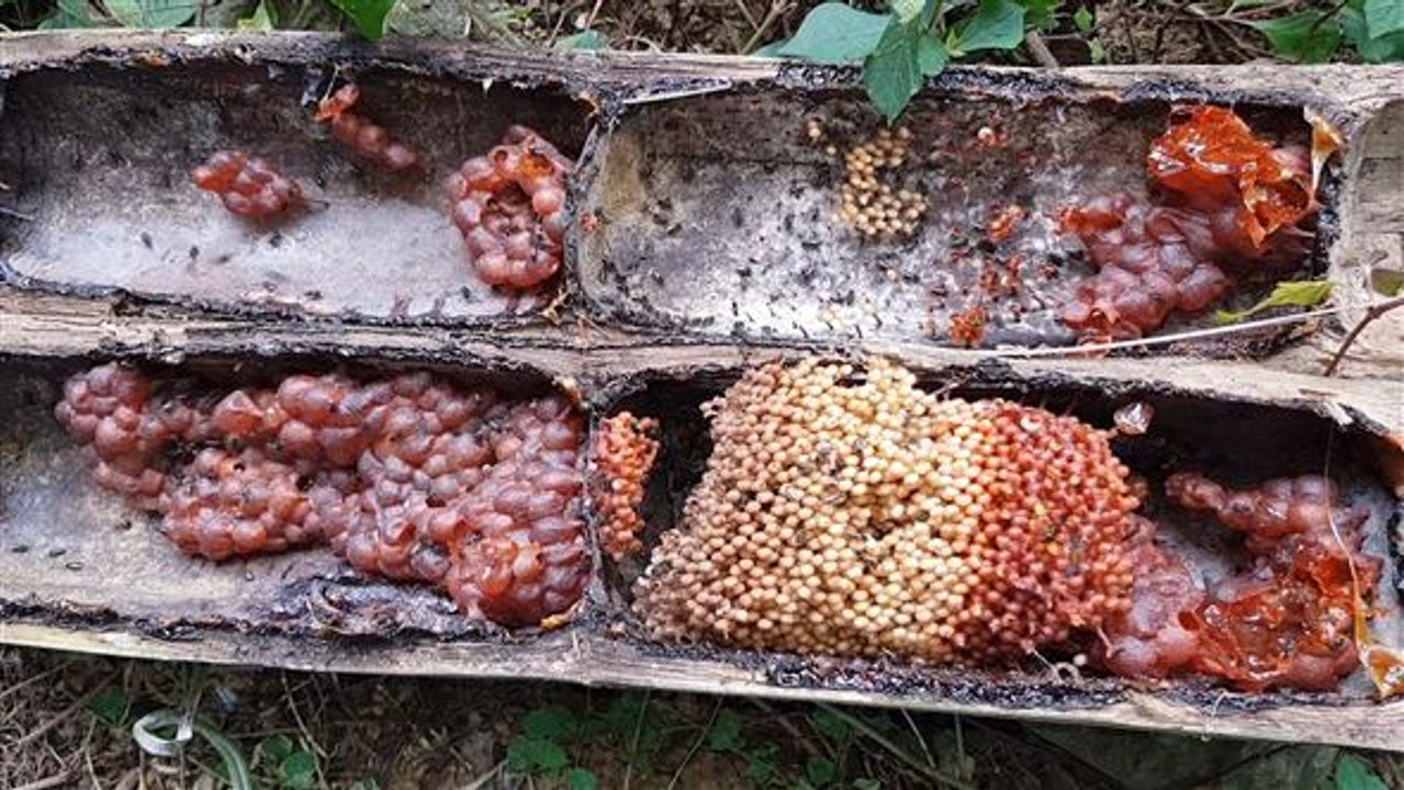 Soziale Maja? Diese Bienen stechen nicht