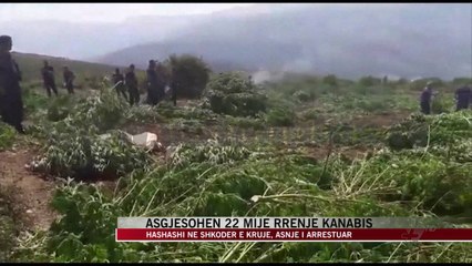 Скачать видео: Asgjësohen 22 mijë rrënje kanabis - News, Lajme - Vizion Plus