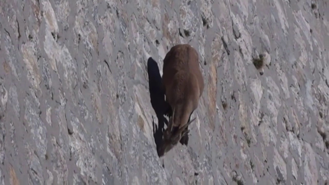 NO TE LO PUEDES IMAGINAR  DONDE LLEGAN ESTAS CABRAS