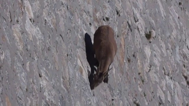 NO TE LO PUEDES IMAGINAR DONDE LLEGAN ESTAS CABRAS