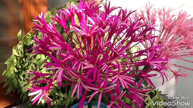 Paper Flowers Allium (flower # 99)